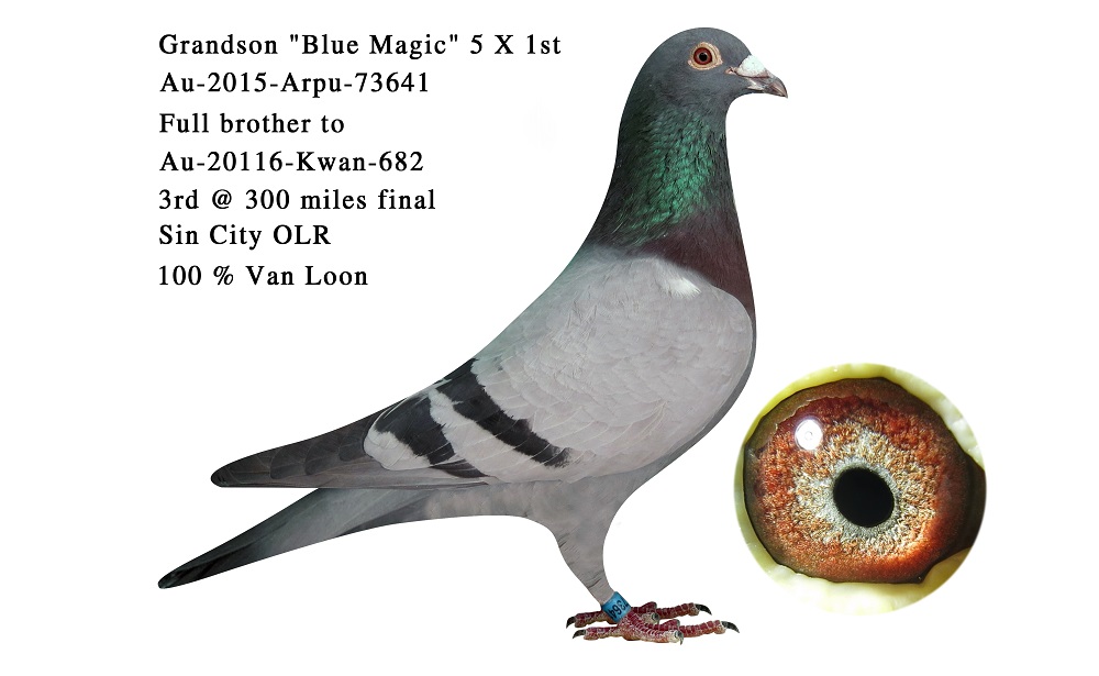 Pigeon For Sales - Kwan's Pigeon Loft