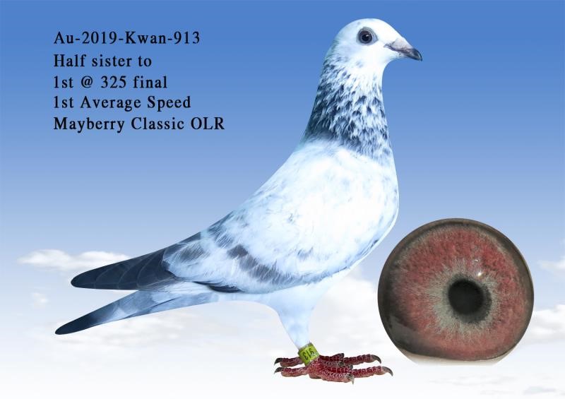 27+ White Homer Pigeon For Sale Pics